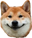 shibasmile