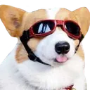 corgi