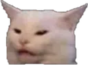 cat cat