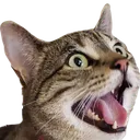screm