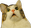 c_surprisedkitty Discord emoji