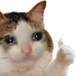 sadcatok