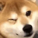 DogeWink
