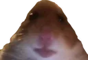 :Hamster1: Hamster1