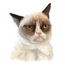 NopeCat Discord sticker from Довангард