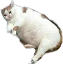 sadlazycatto Discord Emoji