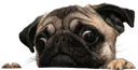PugLurk