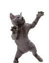 DancingCat