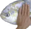 fishpat