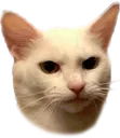 amiacattoyou