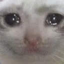 sadcat