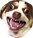 madpup madpup