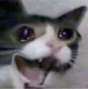 catscrem