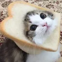 nabcat