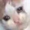 sadcat sadcat
