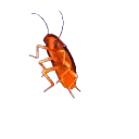 Roach