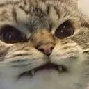 onger