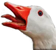 pet_goose pet_goose