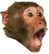 PogApe PogApe