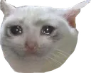 catcri