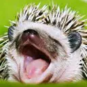 HedgeWah HedgeWah