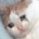 sad_cat8 sad_cat8