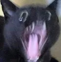 kav