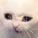 bishwot
