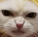 MadCat