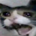 meowscreeLc