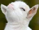 goat_attitude