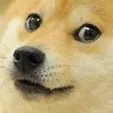 doge doge