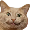 catGIGI