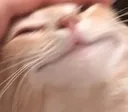 CatHmm