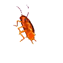 :RainbowRoach: Discord Emote