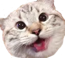 derp derp