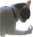 dramaticcatto dramaticcatto