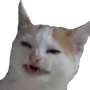 confusedcatto2