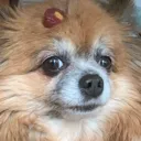 carrothead Discord Emoji