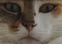 catto