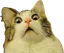 shockedcat