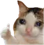 thumbsupsadcat