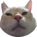 bracat Discord Emoji