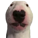 Walter