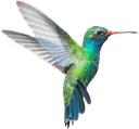 hummingbird1