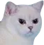 Cat Mad catmad Discord Emoji
