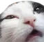 catSneez catSneez