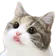 Cat Mmm Discord Emoji
