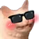 catShy catShy