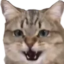 catAngery3 Discord Emoji